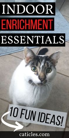 a cat sitting on the floor with text overlay reading indoor enrichment essentials 10 fun ideas