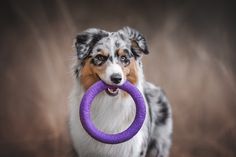 a dog holding a purple toy in its mouth