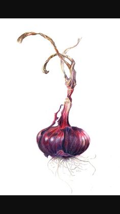 Red Onion Drawing, Onion Drawing Pencil, Red Onion Painting, Spring Onion Painting, Red Onion Watercolor, Wagon House, Gray Artwork, Drawing Fruit, Grey Artwork