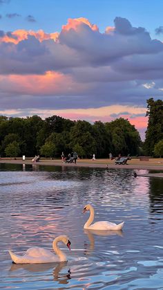 two swans are swimming in the water at sunset or dawn, with pink clouds above them