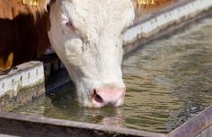 a brown and white cow drinking water from a trough