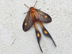 a brown and black insect sitting on top of a white wall