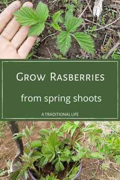 a hand holding a plant with the words grow rasberries from spring shoots