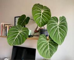 a large green leafy plant sitting on top of a computer desk next to a monitor