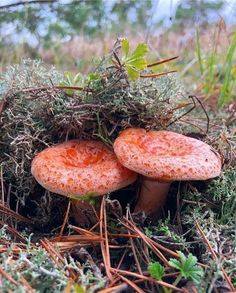 two mushrooms are growing out of the ground