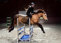 Buckskin Connemara mare free riding jumping bareback with a neckrope Irish Love, Connemara Pony, Buckskin Horse, Hunter Jumper, Horse Pattern, Horse Photos, Horse Art, Beautiful Horses