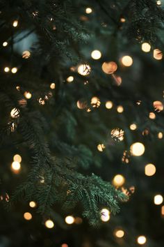 a close up view of a christmas tree with lights on it's branches in the background