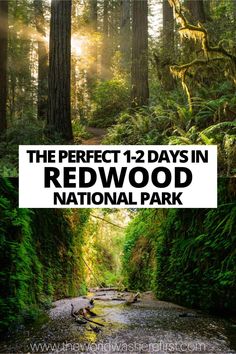 the perfect 12 days in redwood national park