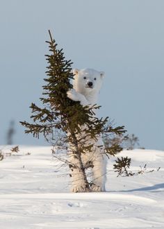 a polar bear climbing up a tree in the snow