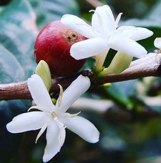 a close up of flowers on a tree branch