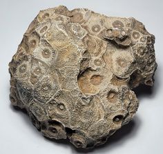 a piece of rock that looks like it is made out of clay and has holes in the middle