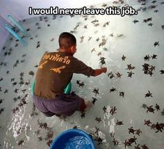 a man kneeling down in the water with lots of small fish on it's back