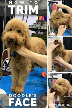 the dog is getting his hair cut at the grooming salon and being held by its owner