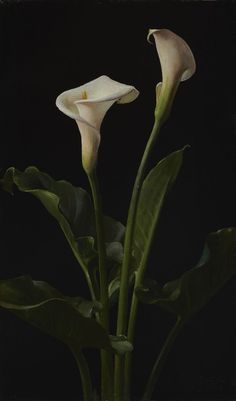 two white calla lilies with green leaves on a black background