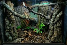 an aquarium filled with lots of different types of plants and animals in it's habitat