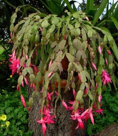 pink and green flowers growing on the bark of a tree in front of some plants