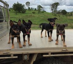 four dogs standing on the back of a truck