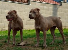 two brown dogs standing next to each other on top of a grass covered field with a brick wall in the background