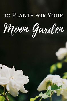 white flowers with text overlay that reads 10 plants for your moon garden, on a dark background