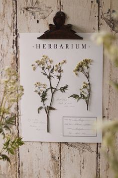 the herbium is hanging on the wall