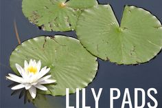 lily pads floating on top of water with the words lily pads written below them in white