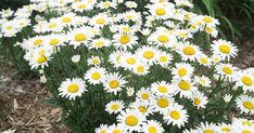 many white and yellow flowers in the grass