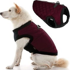 a white dog wearing a black quilted coat