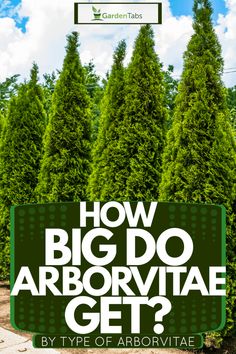 how big do arborvitae get?