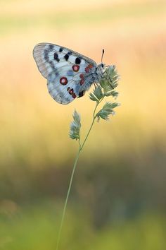 a white butterfly sitting on top of a flower in a field with blurry background