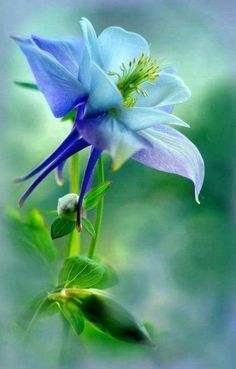 a blue flower with green leaves in the foreground and a blurry background behind it