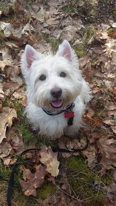 a small white dog sitting on top of leaves in the grass next to a leash