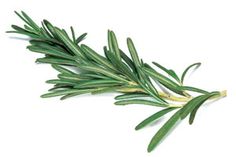 a sprig of rosemary on a white background