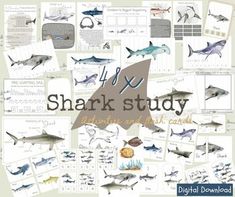 the shark study book is shown with pictures and information