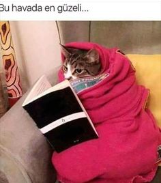 a cat sitting on top of a couch wrapped in a blanket and reading a book