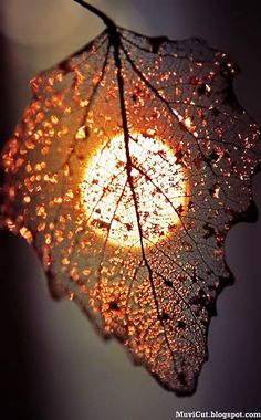 a close up view of a leaf with water droplets on the leaves and it's surface