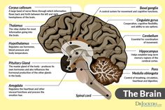 the human brain is labeled in several different languages, including words and pictures on it