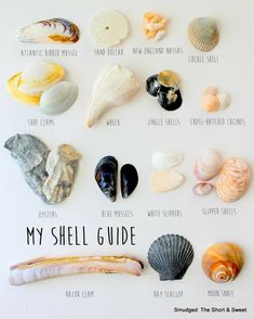 the shells are labeled in different colors and sizes