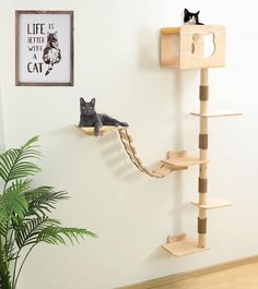 two cats are sitting on top of the cat tree