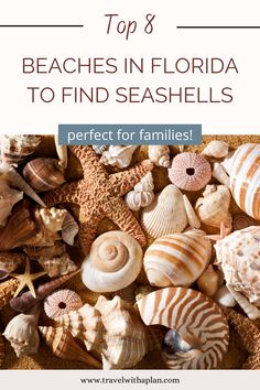 sea shells with the words top 8 beaches in florida to find seashells perfect for families