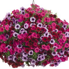 purple and red petunias hanging from a planter on a white background with clippings