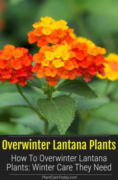 an orange and yellow lantana plant with the words overwinter lanana plants