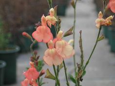 pink flowers are blooming in pots on the sidewalk