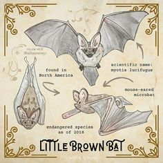 an image of a bat with information about it's size and different types of bats