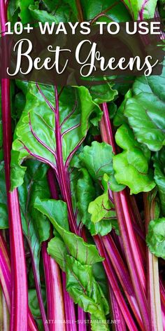 beet greens with red stems Cooking Fresh Beet Greens, Recipes Using Beet Greens, How To Prepare Beets How To Cook, Recipes For Beets Healthy, Best Beets Recipe, Buttered Beets Recipe, Beet Greens Benefits, What To Do With Beets From The Garden, Harvesting And Cooking Beets