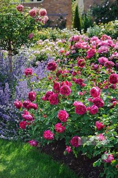 pink roses are blooming in the garden with purple and white flowers behind them,