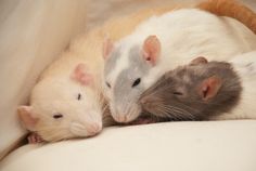 three rats cuddle together on a couch