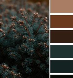 the color scheme is brown, green, and blue with pine cones on it's branches