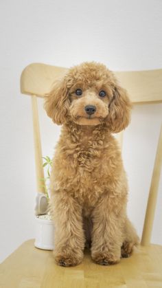 a brown dog sitting on top of a wooden chair next to a potted plant