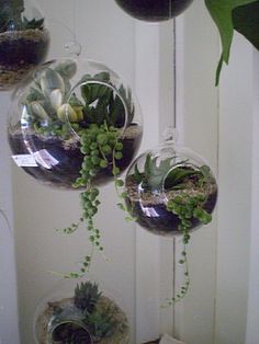 two hanging glass vases filled with plants