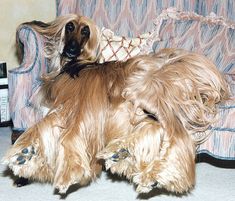 a brown dog laying on top of a couch